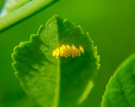 On the underside of a leaf are many yellow eggs of butterflies or other insects.