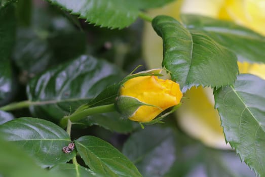 The yellow blossom of a rose peeps through between the leaves.