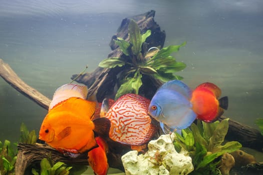 Portrait shot of discus fish in an aquarium, Amazon Aquarium.
