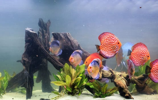 Portrait shot of discus fish in an aquarium, Amazon Aquarium.