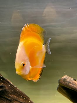 Portrait shot of discus fish in an aquarium, Amazon Aquarium.