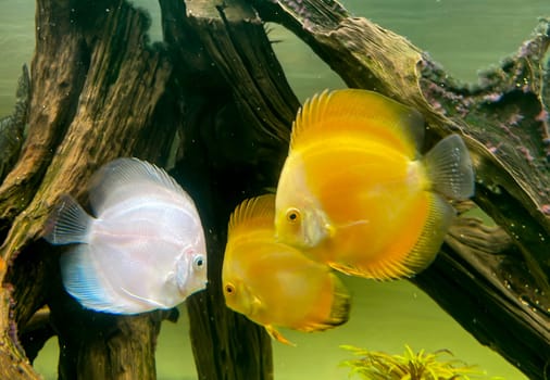 Portrait shot of discus fish in an aquarium, Amazon Aquarium.