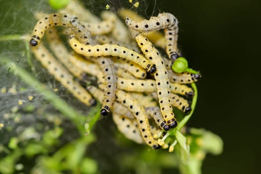 Many peony moths in a web on a shrub.