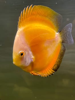 Portrait shot of discus fish in an aquarium, Amazon Aquarium.