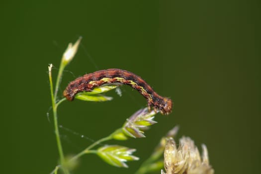 The caterpillar of a great frost moth, Erannis defoliaria on a plant.
