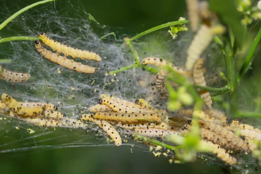 Many peony moths in a web on a shrub.