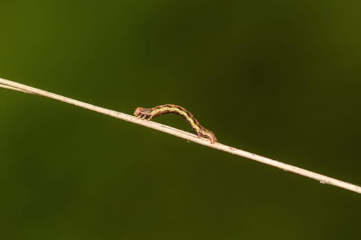 The caterpillar of a great frost moth, Erannis defoliaria on a plant.