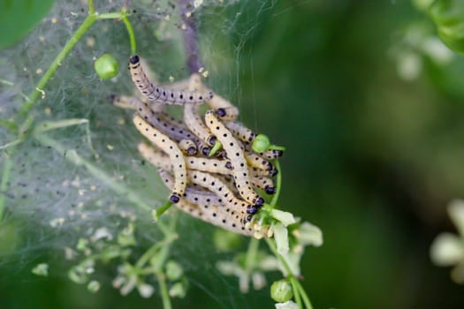 Many peony moths in a web on a shrub.