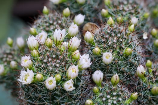 Portrait of a Cactus, A cactus in a tropical environment.