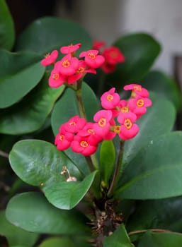 A close-up of the flowers of the Christ thorn, Euphorbiaceae