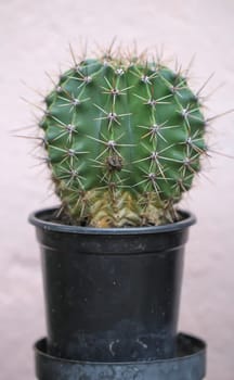 A cactus in a plastic pot against a light background.