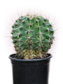 A cactus in a plastic pot against a light background.