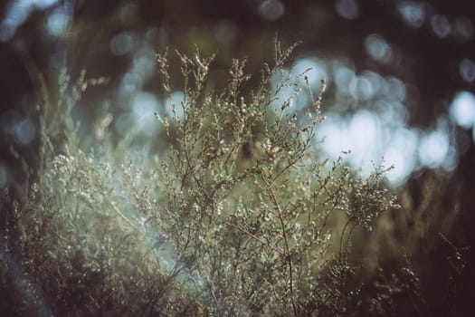 Dreamy nature closeup shot of heath with blurry background bokeh. Beauty in nature.