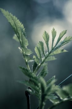 Serene and minimalistic close-up shot of a young plant growing. Blurry background and selective focus.