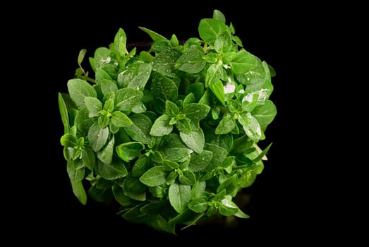 Fresh basil on a black background