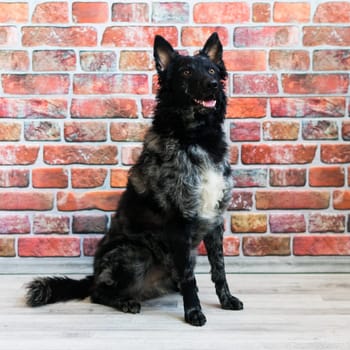 Black curly dog closeup portrait in a studio, posing, smiling