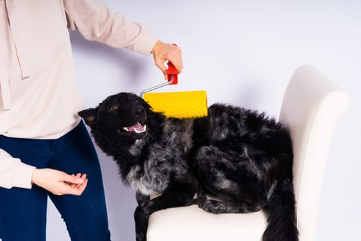Man painting his dog doing renovation work in room. Good relationship between dog and his owner