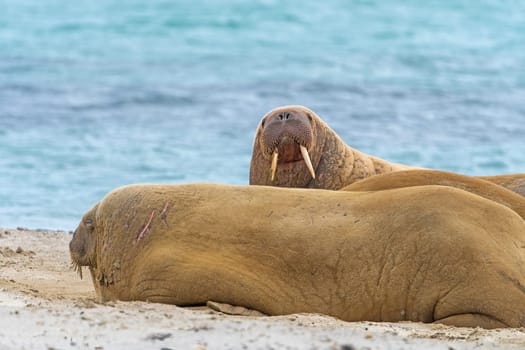 Walrus Resting and Watching in Svalbard Islands in Norway