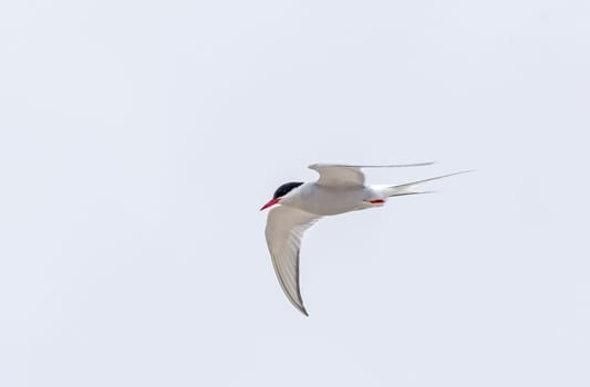 Arctic Tern Flying in the High Arctic in teh Svalbard Islands of Norway