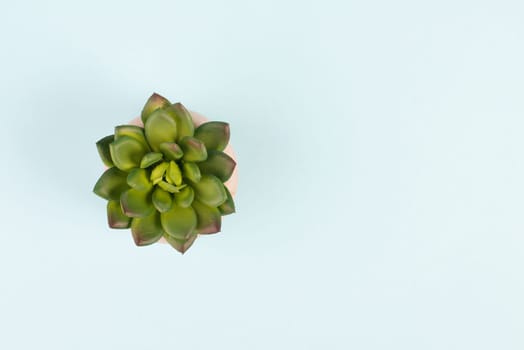 Cactus in a pot on a blue background, minimalistic decoration, plant at the desk, copy space for text, modern home