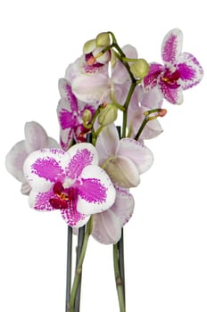 Purple orchid flower in a pot isolated on white background.