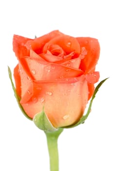 Beautiful orange rose flower isolated on white background.