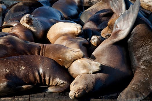 Sea Lions sleeping on dock, Fishermans Warf, Pier 39, San Francisco