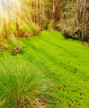 Grass and moss in a forest clearing in New Zealand