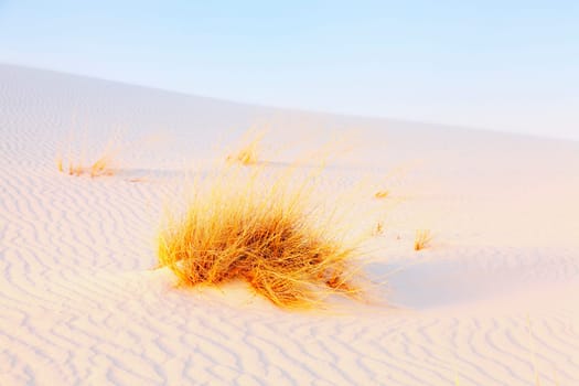 Image of the gypsum dunes and grasses at White Sands