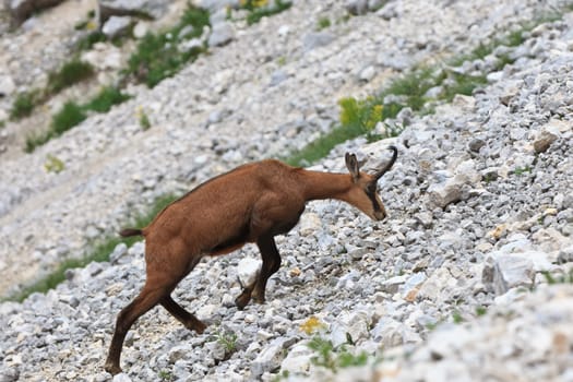 chamois (Rupicapra Carpatica) who goes on a mountain