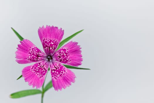 Piatra Craiului Pink (Dianthus callizonus) is a rare alpine flower native to only a small area of Carpathians Mountain