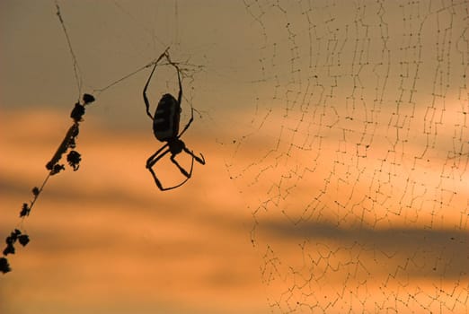 Orbweb spider (arachnid) catching breakfast against sunrise