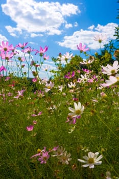 flowers on blue sky background