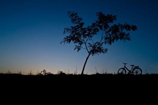 Silhouette tree