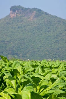 Tobacco field