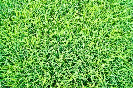 top view of green grass in the morning