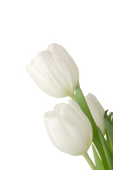White tulips isolated on a white background.