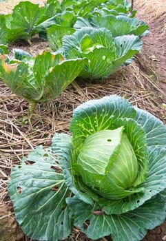 Organic cabbage in the garden