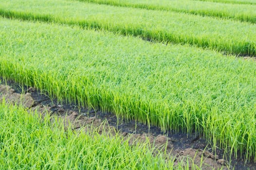 rice field in the morning