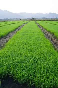 rice field in the morning