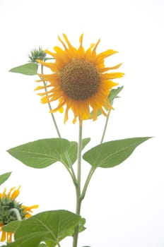a picture of beautiful sun flower blossom
