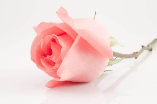 pink rose on white background