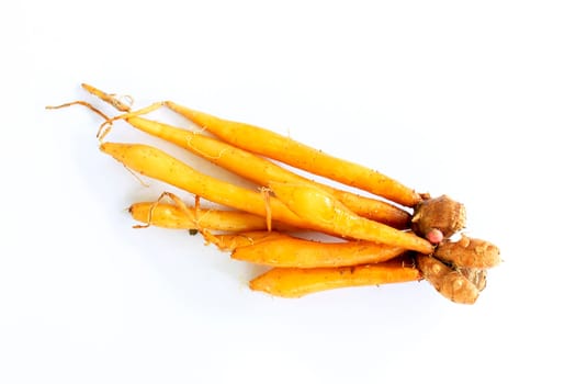 Fresh fingerroot on a white background, it’s considered both a medicinal and a culinary herb.