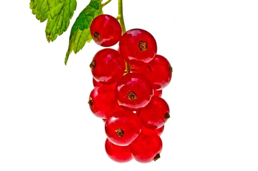 red currant