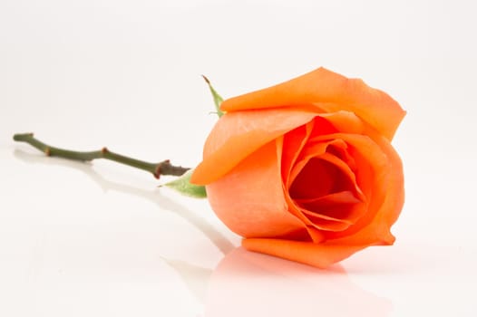 orange rose on white background