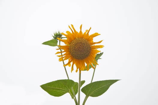 a picture of beautiful sun flower blossom