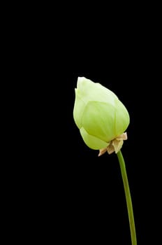 a picture of a beautiful lotus flower in black isolate