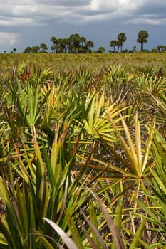 Scenic Kissimmee Prairie State Park in Florida