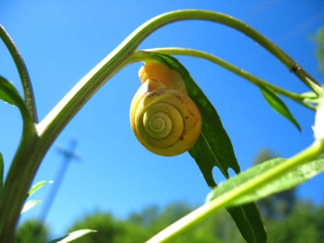 There are snail and plant. The yellow snail on green plant.