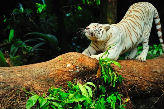 tiger stretching its back